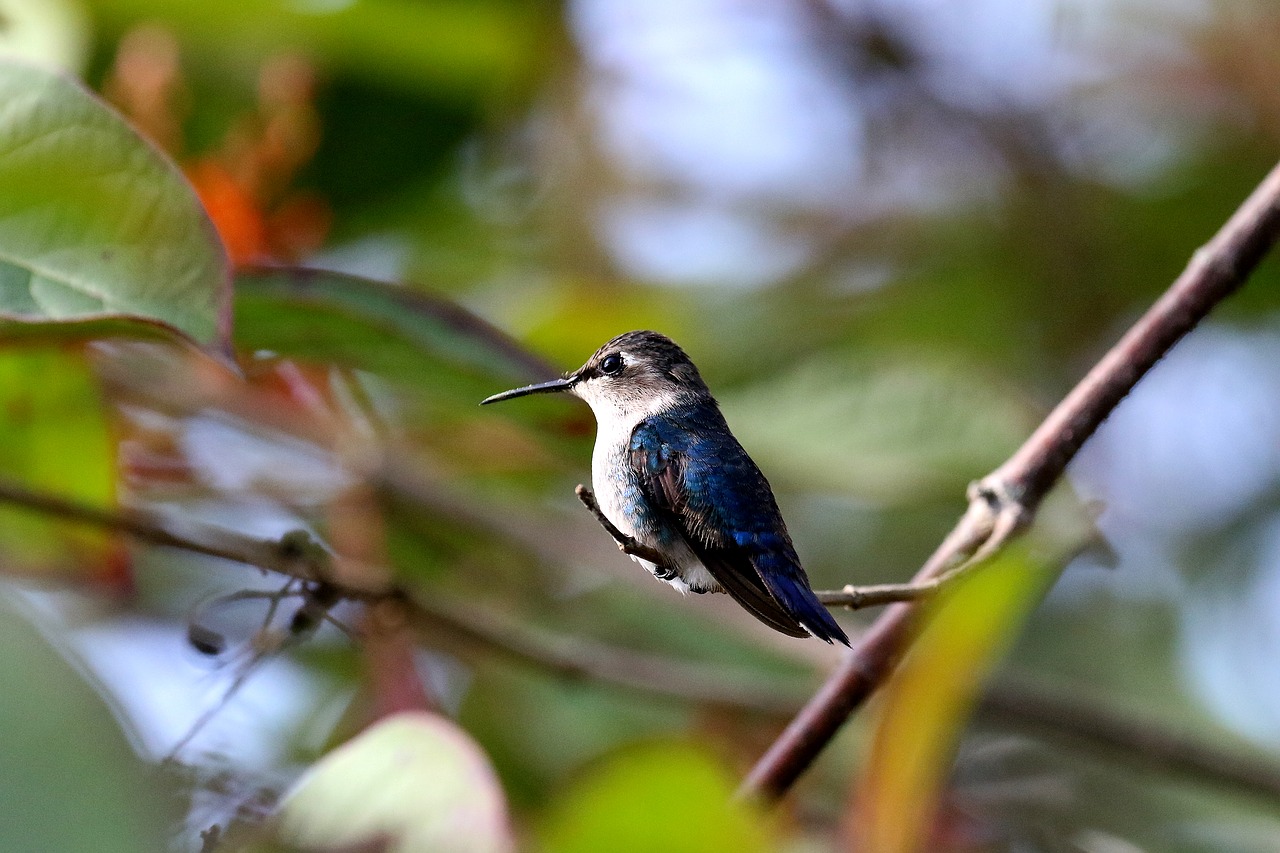 cuba cienaga de zapata hummingbird free photo