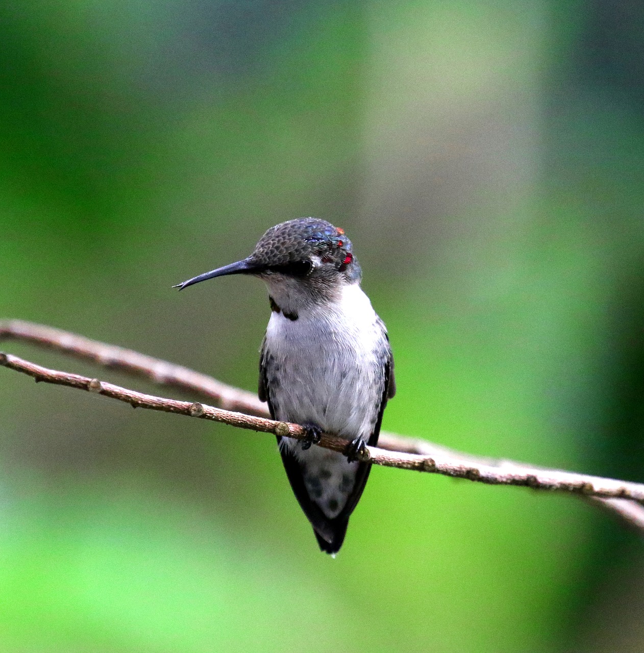 cuba cienaga de zapate hummingbird free photo