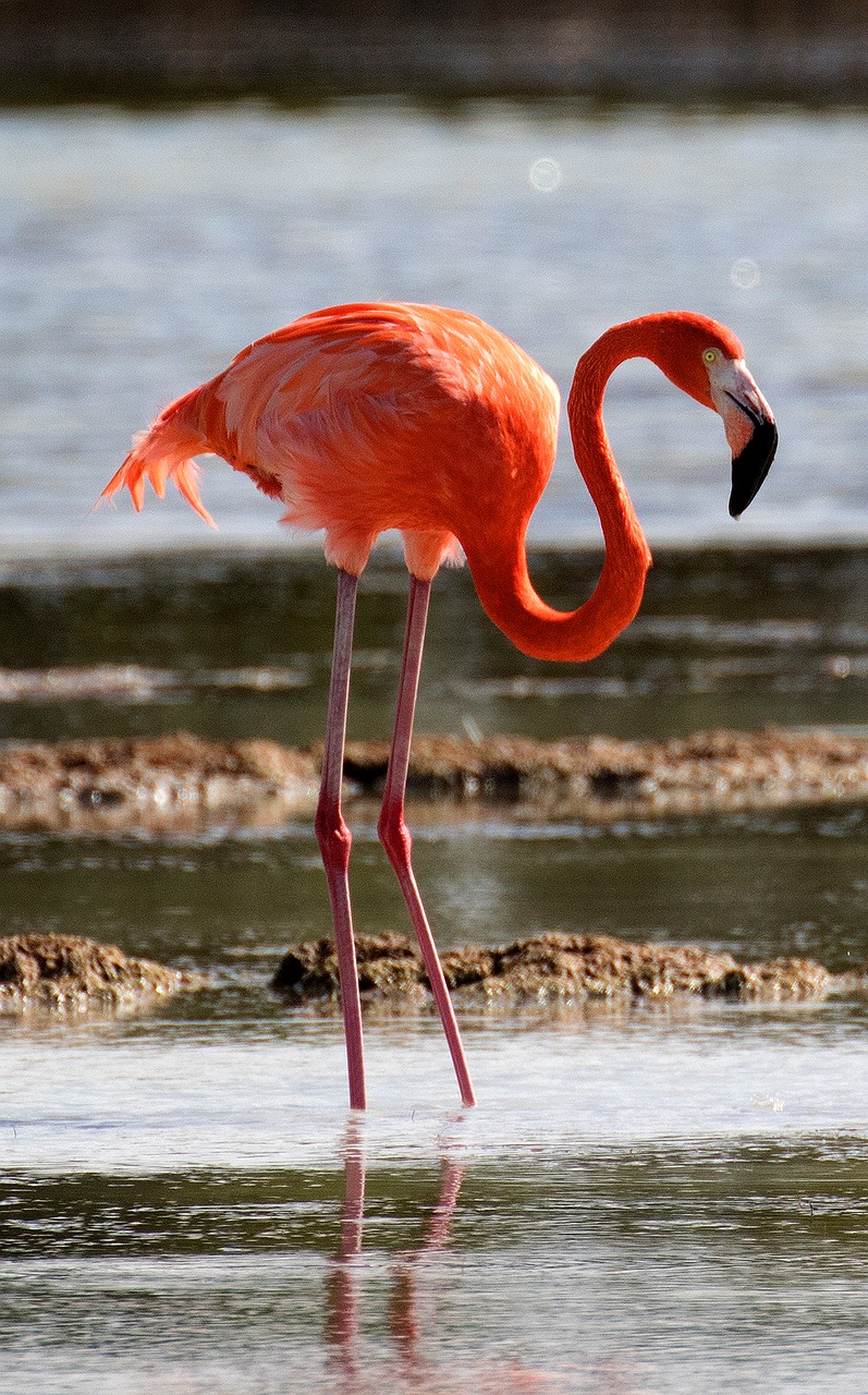 cuba cienaga de zapata flamingo free photo