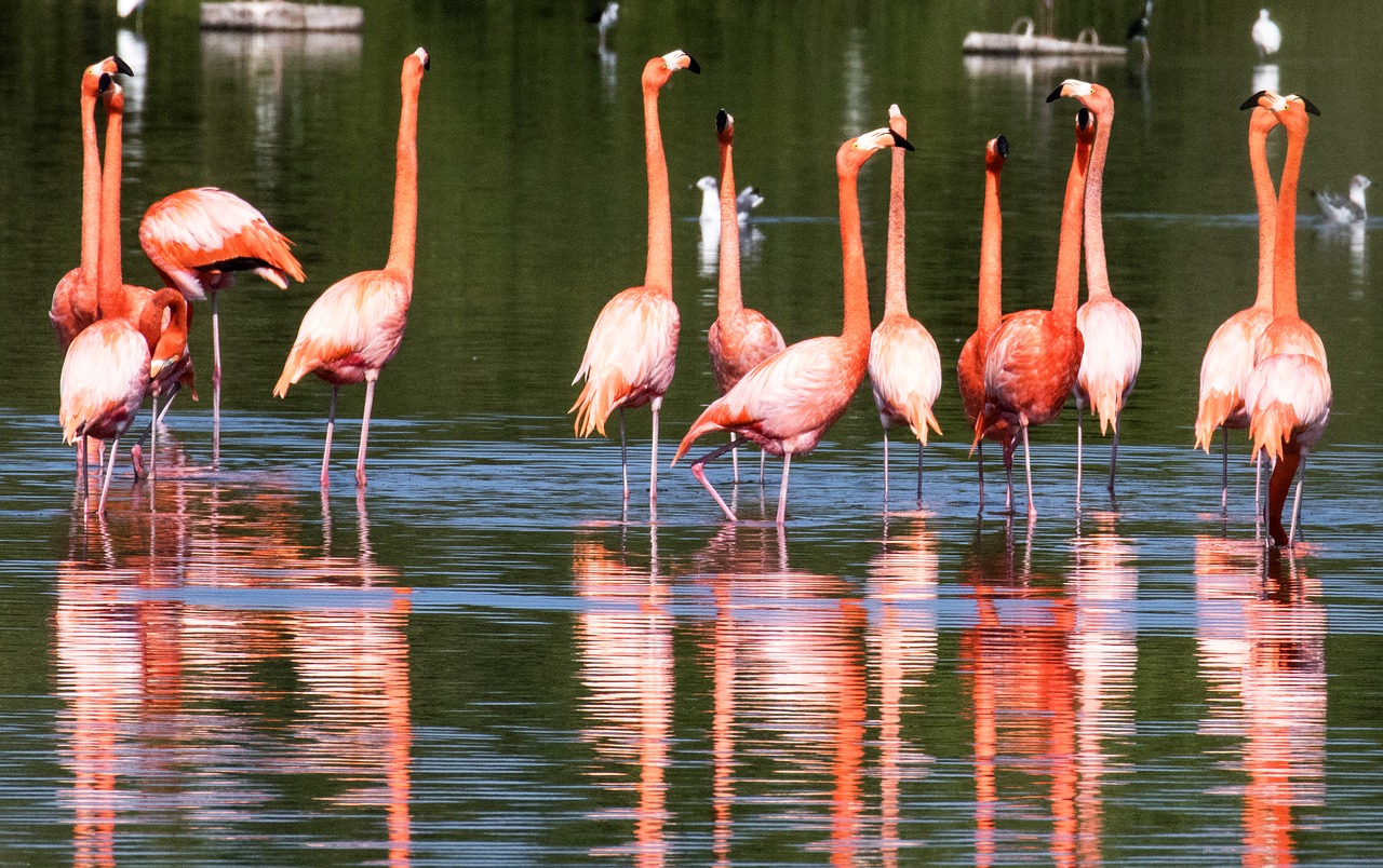 cuba flamingoes wading free photo
