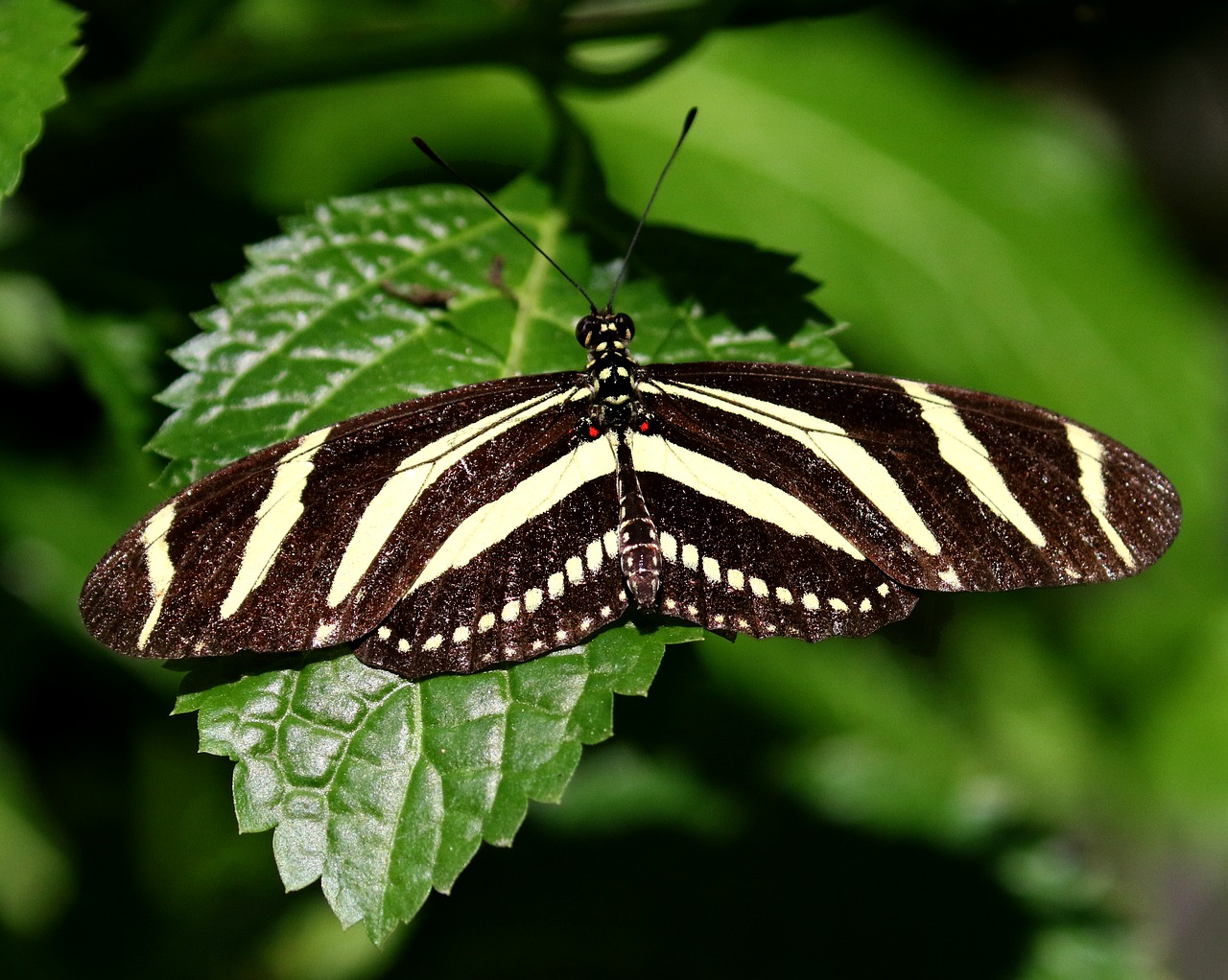 cuba butterfly striped free photo