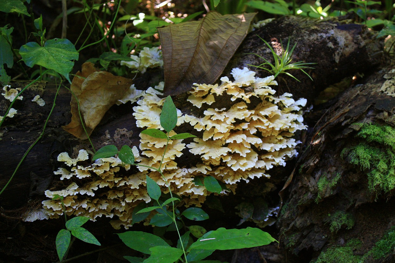 cuba mushrooms caribbean free photo