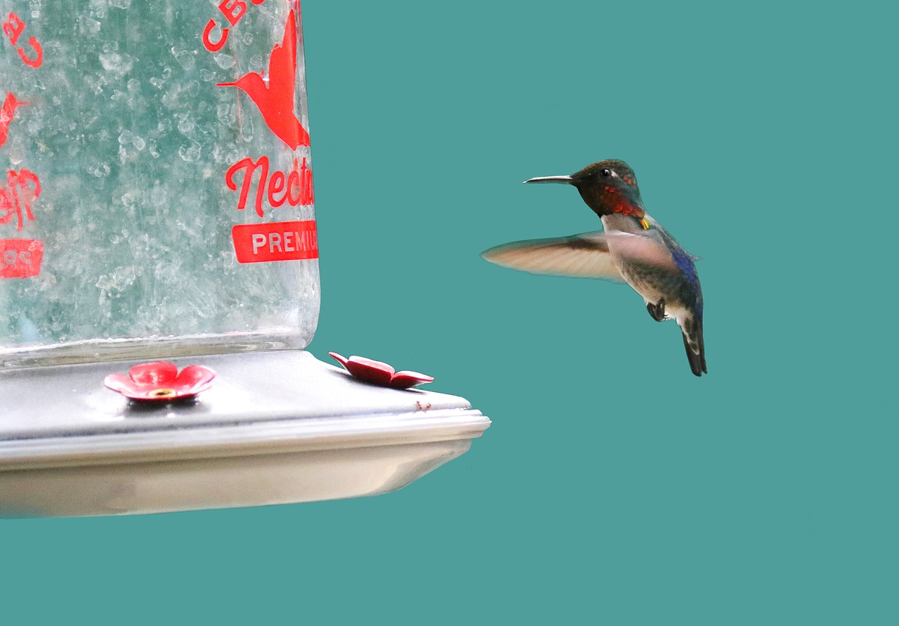 cuba hummingbird feeder free photo