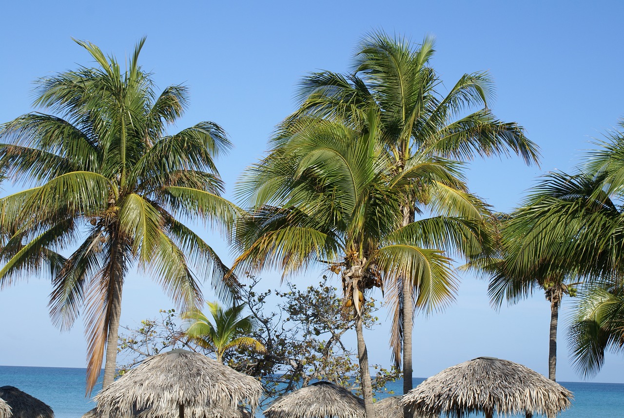 cuba varadero palm trees free photo