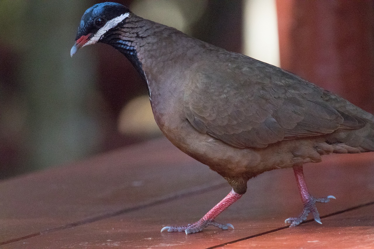 cuba blue-headed quail-dove bird free photo
