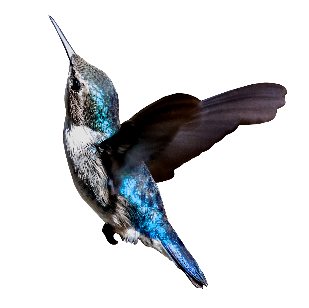 cuba hummingbird zunzuncito free photo