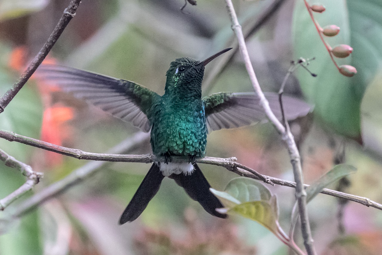 cuba cienaga de zapata hummingbird free photo