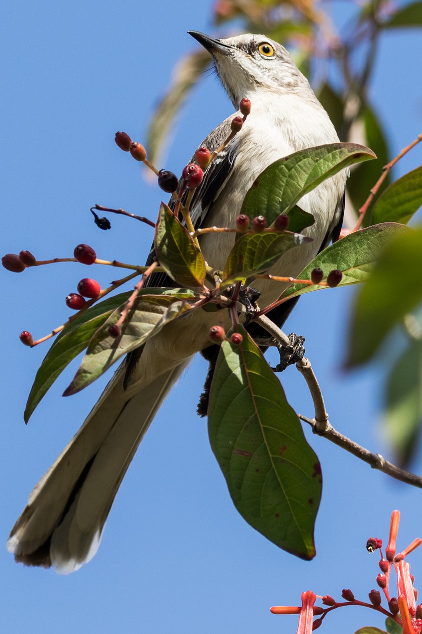 cuba  havana  bird free photo