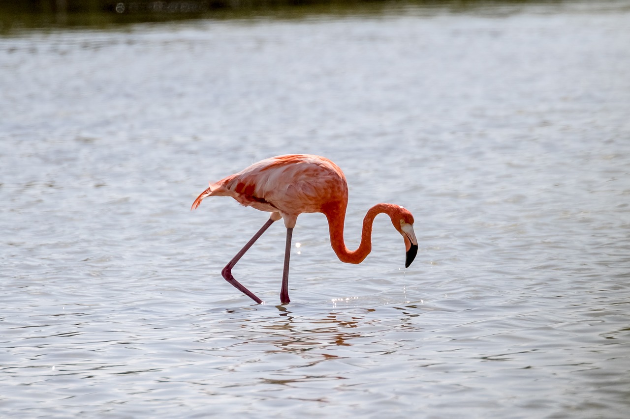 cuba  cienaga de zapata  flamingo free photo