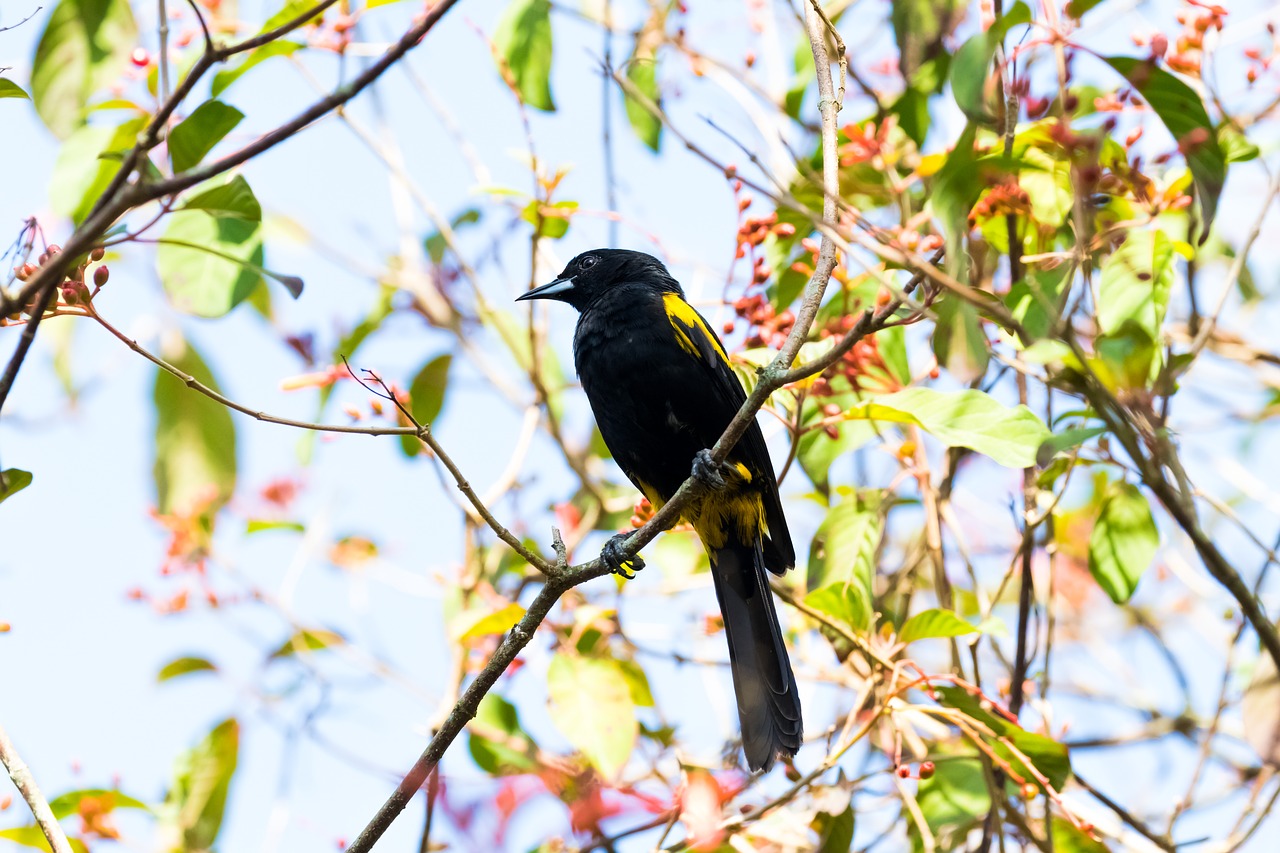 cuba  cienaga de zapata  oriole free photo