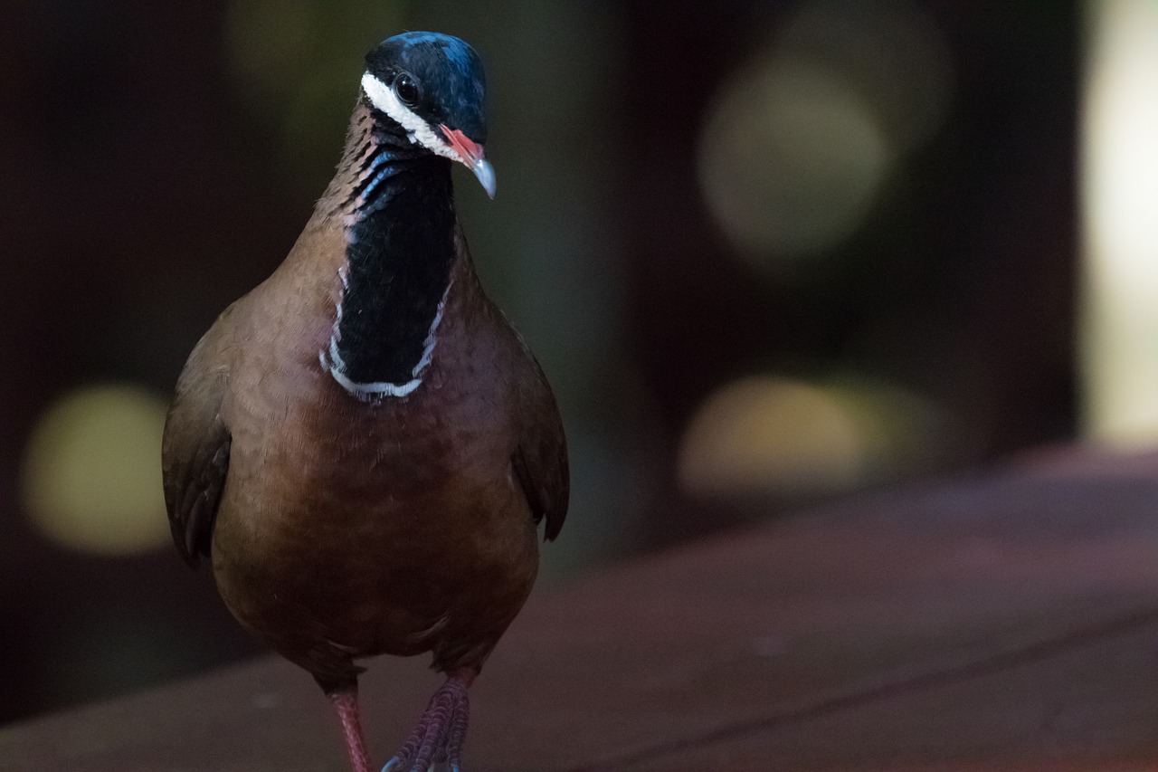 cuba  pigeon  bird free photo