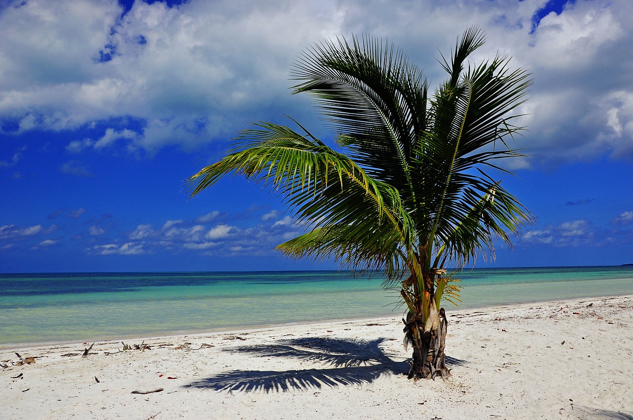 cuba palm beach free photo