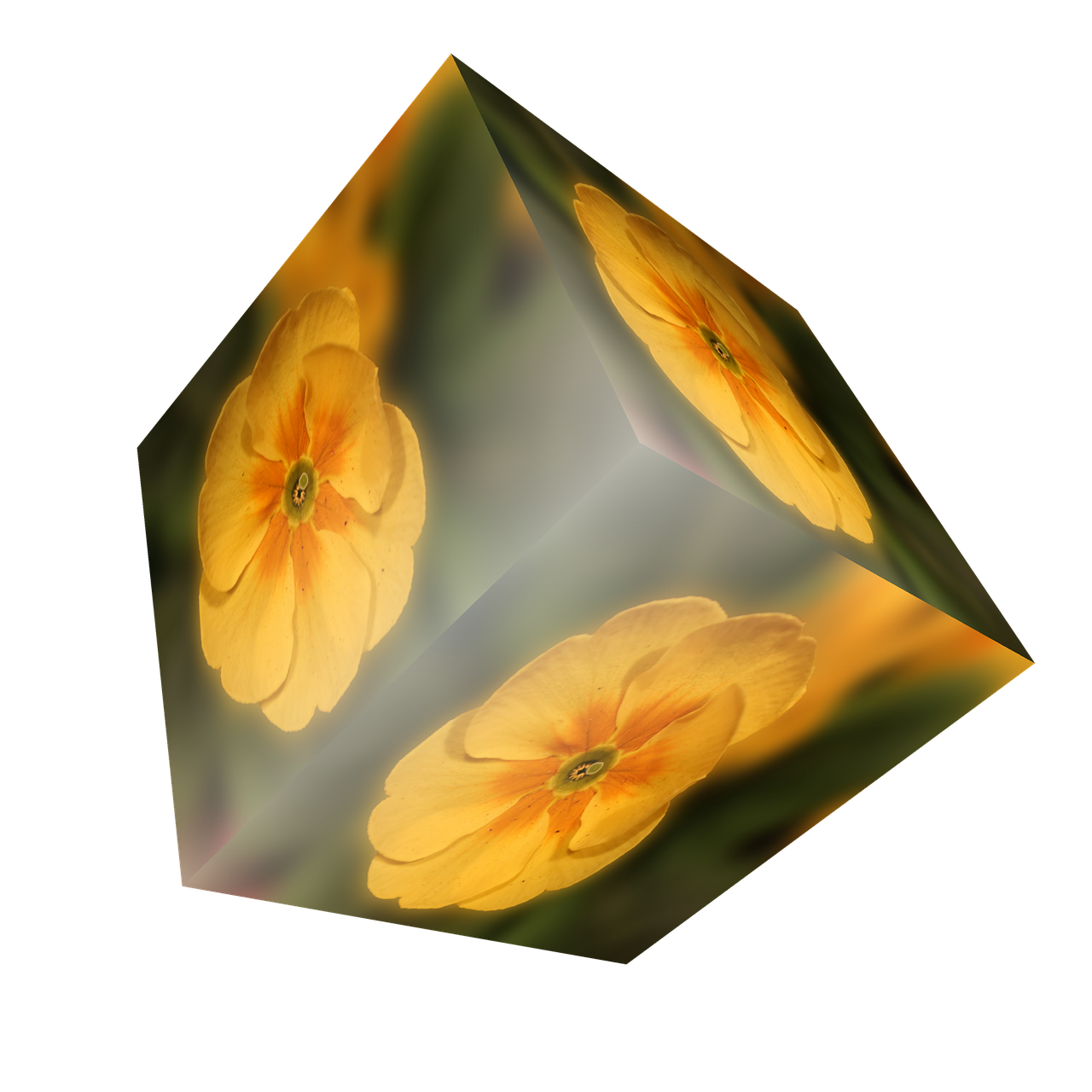cube flower primrose free photo