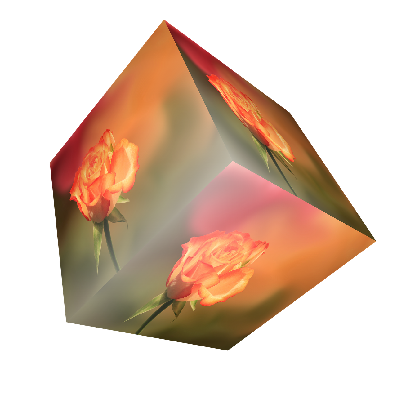 cube flower rose free photo
