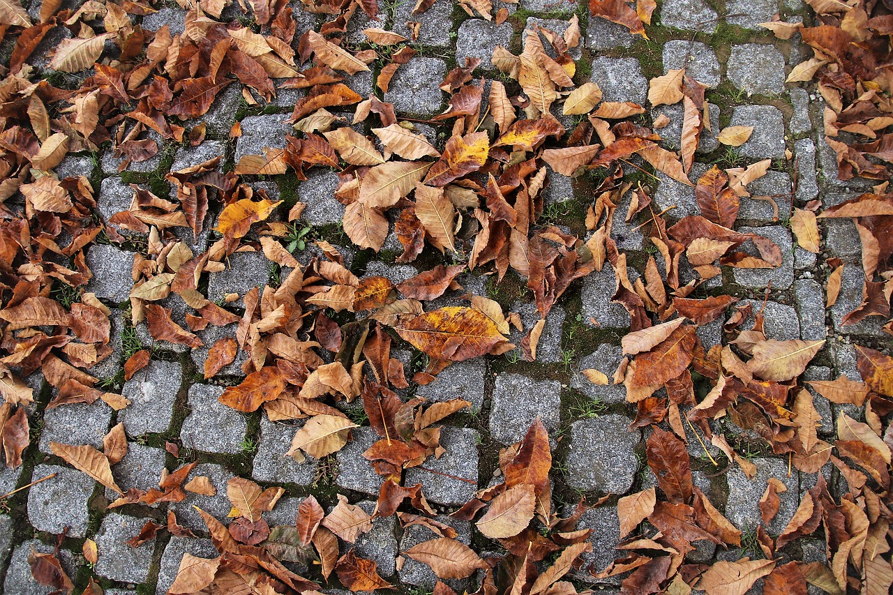cube  paving slabs  autumn free photo