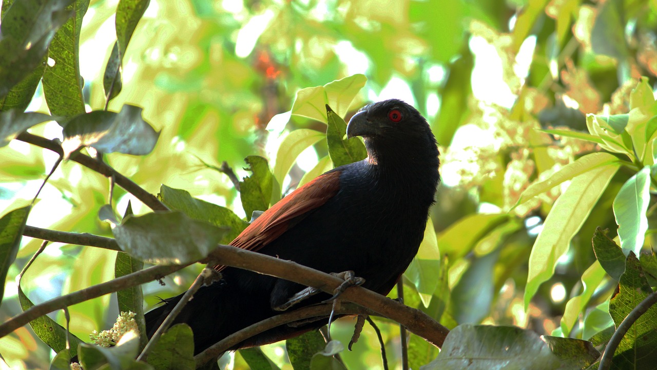 cuckoo  bird  pheasant free photo