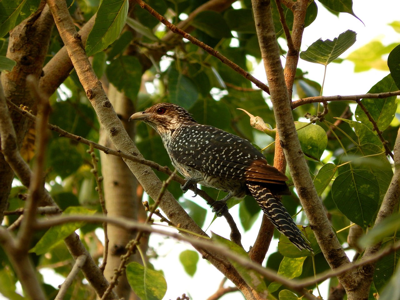 cuckoo koel asian free photo