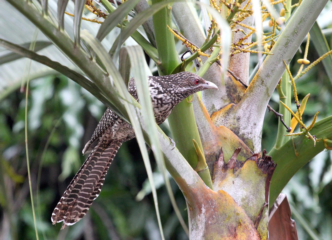 cuckoo bird tree free photo