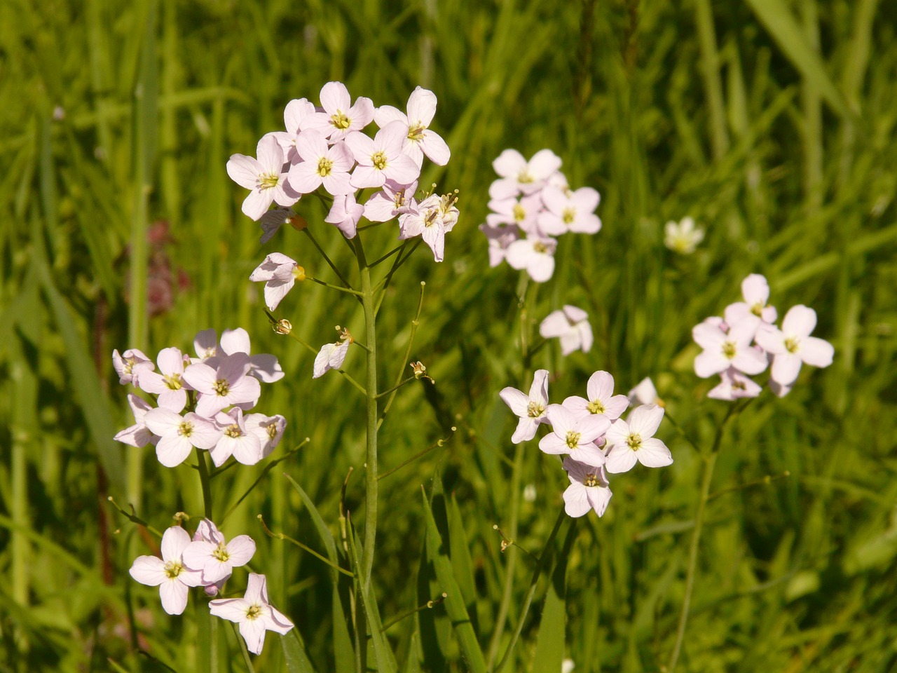 cuckoo flower pointed flower card amines pratensis free photo