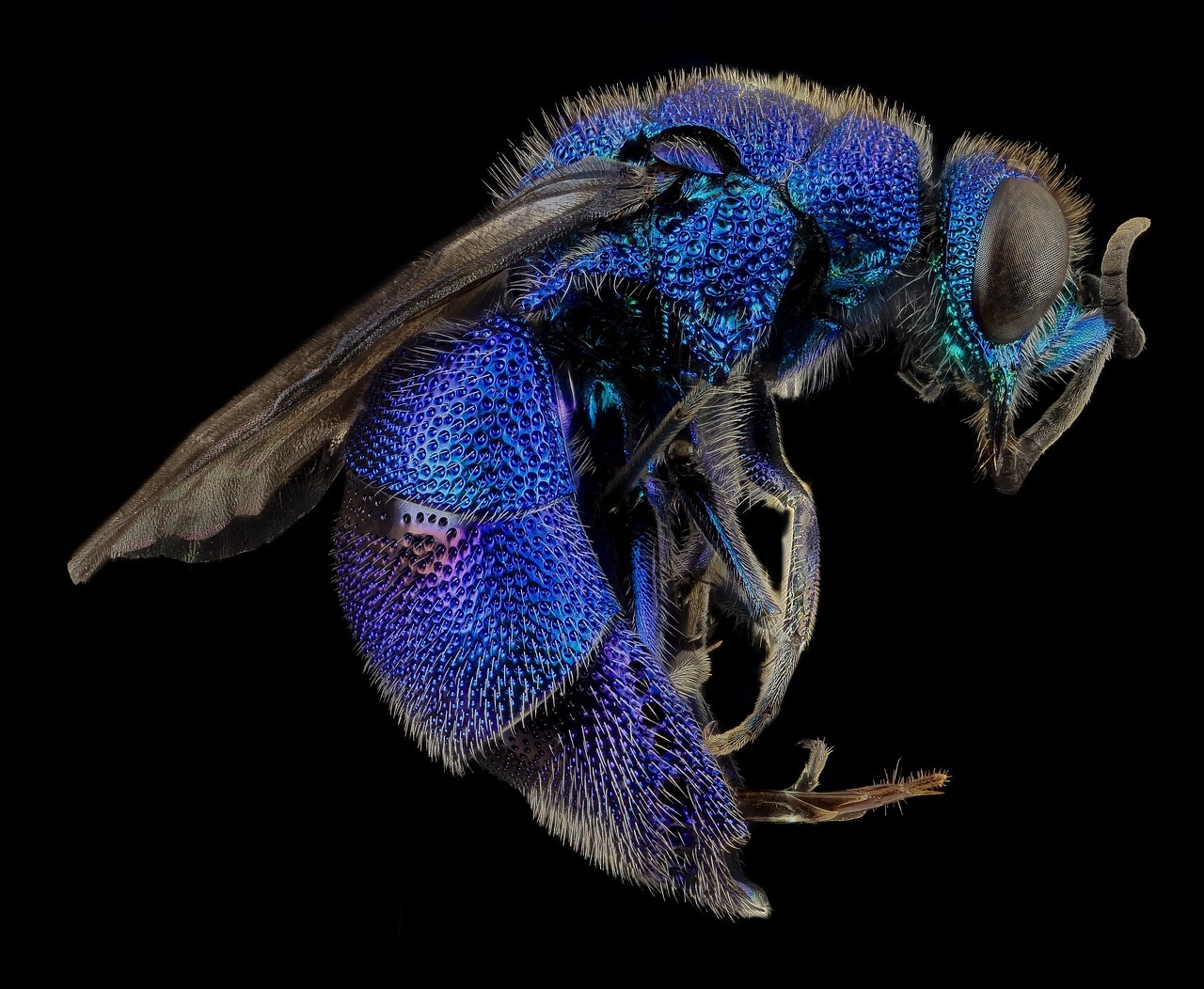 cuckoo wasp macro mounted free photo