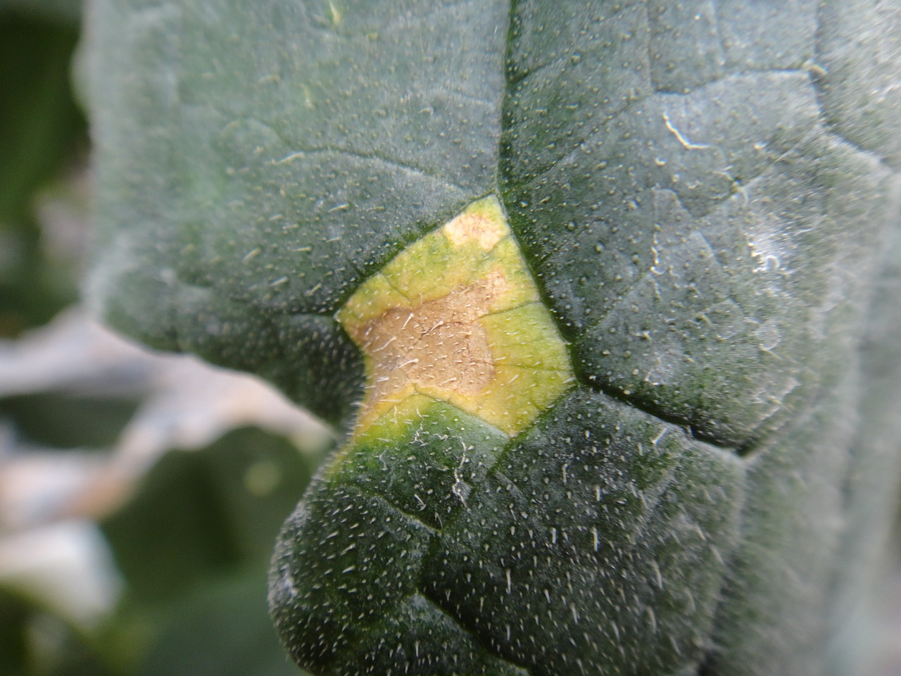 cucumber leaf disease free photo