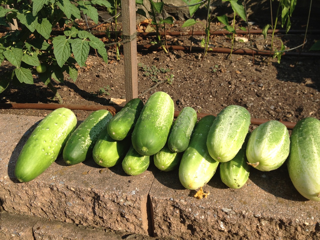 cucumber harvest garden free photo