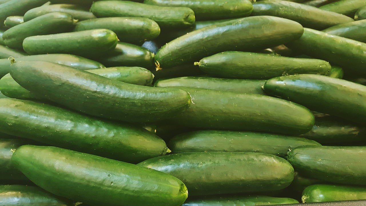 cucumber vegetables green free photo