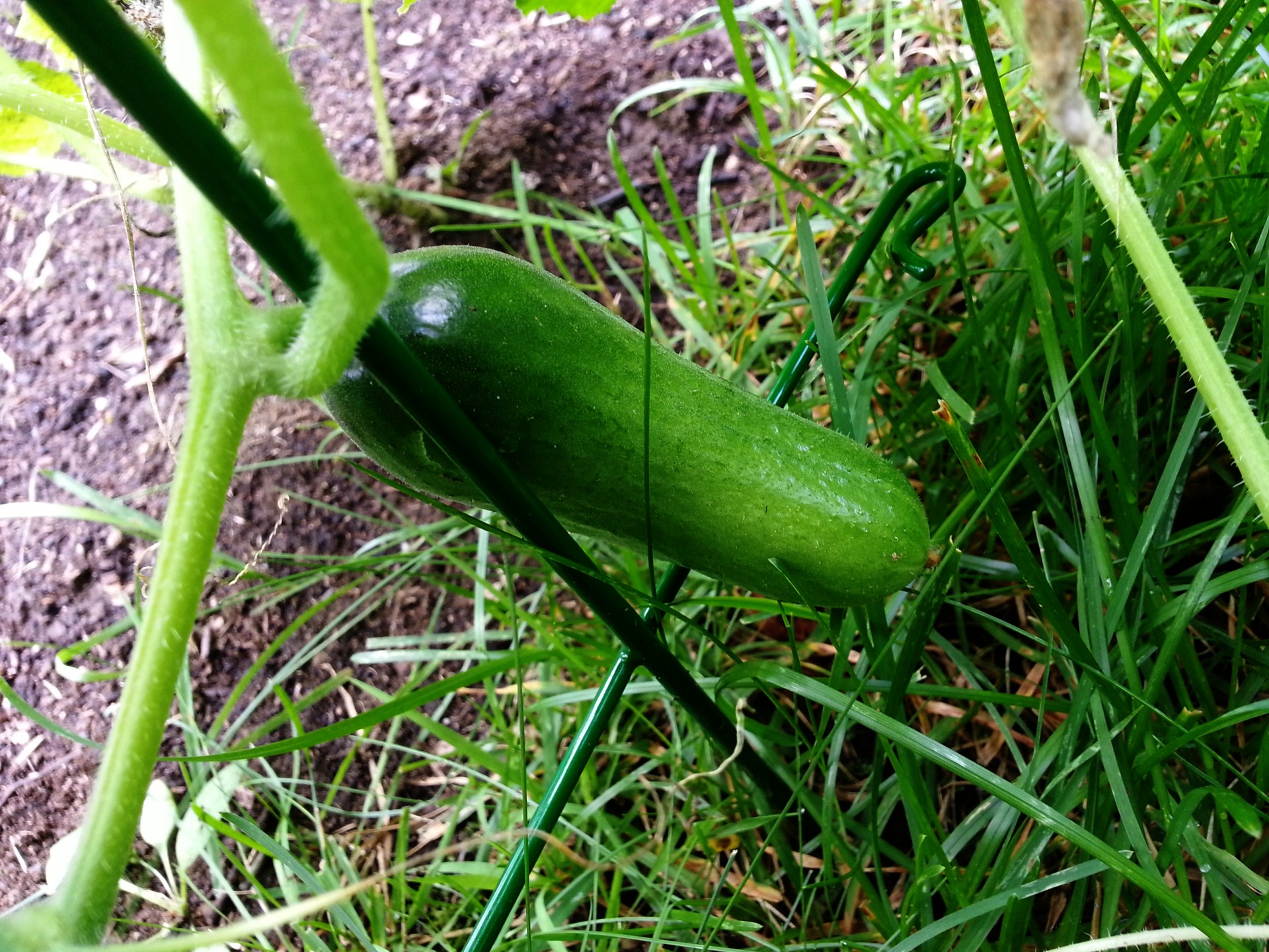 cucumber garden vegetable free photo