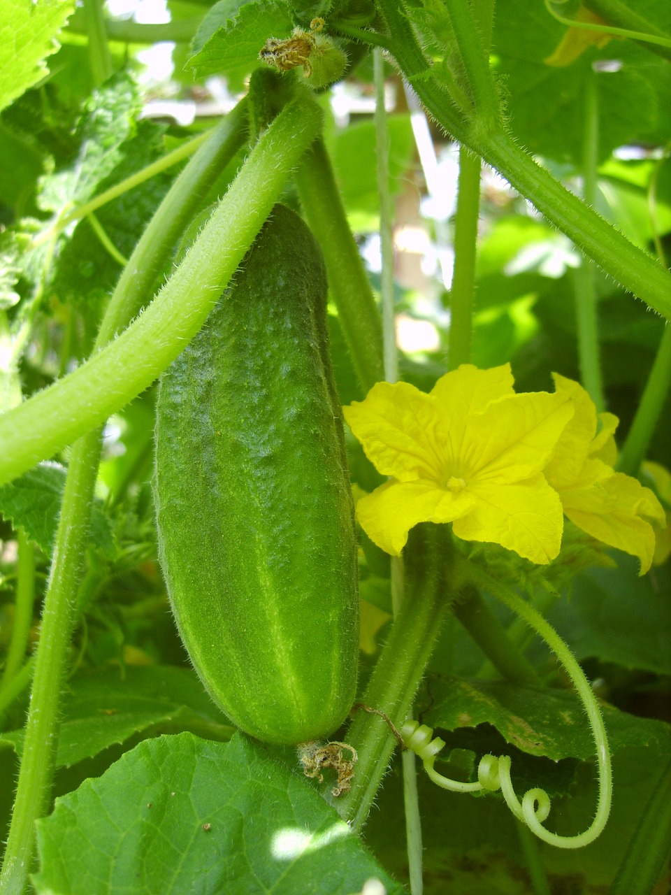 cucumber flower green free photo