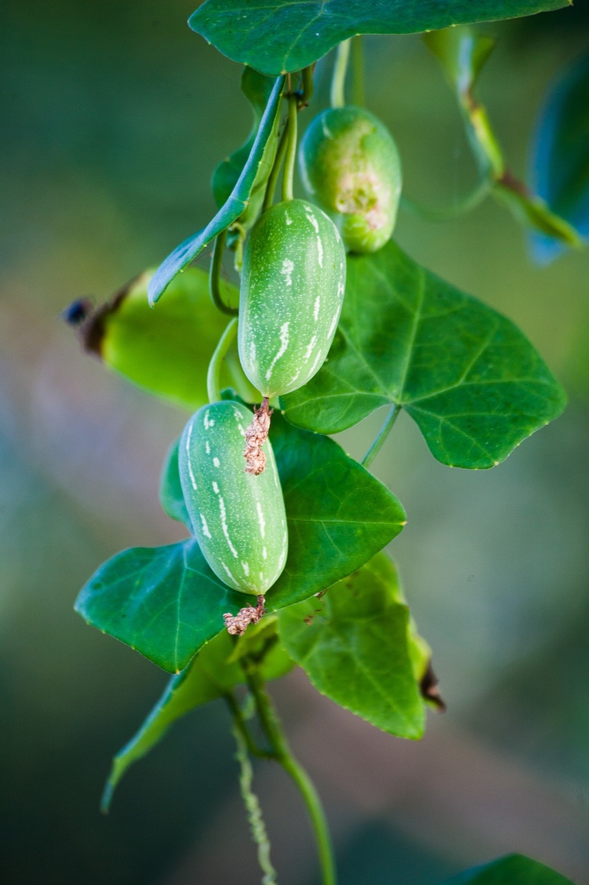 cucumber nature fresh free photo