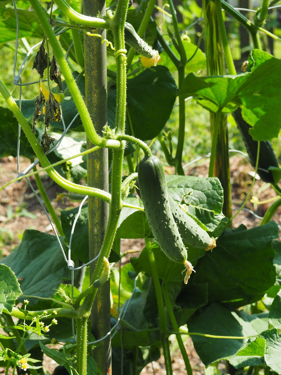 cucumber garden green free photo