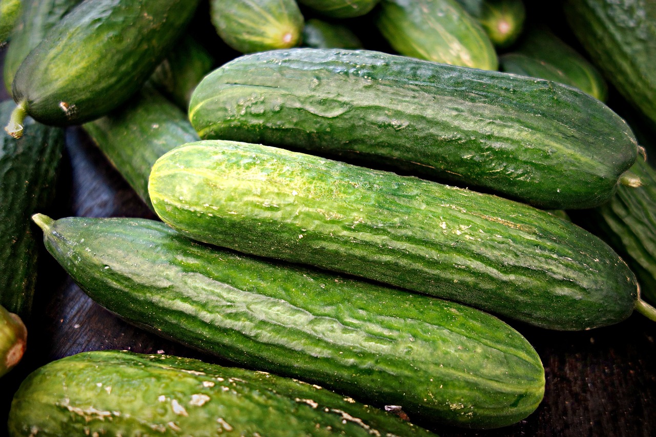 cucumber vegetable fresh cucumber free photo