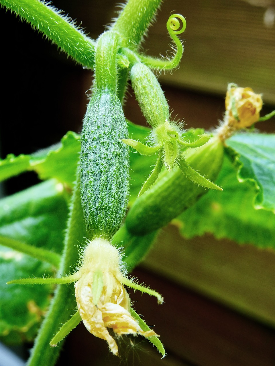cucumber plant healthy free photo