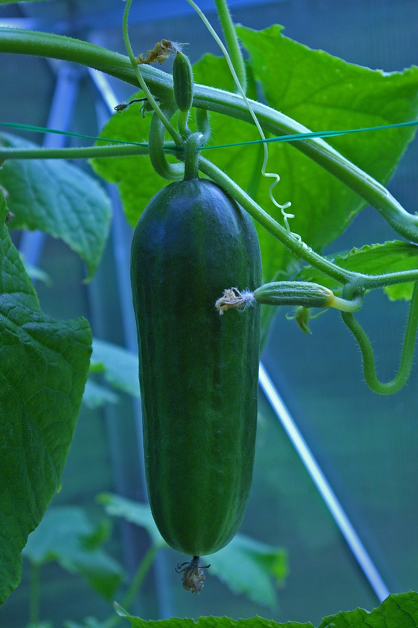 cucumber greenhouse food free photo