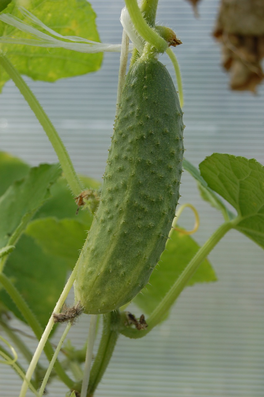 cucumber green vegetable free photo