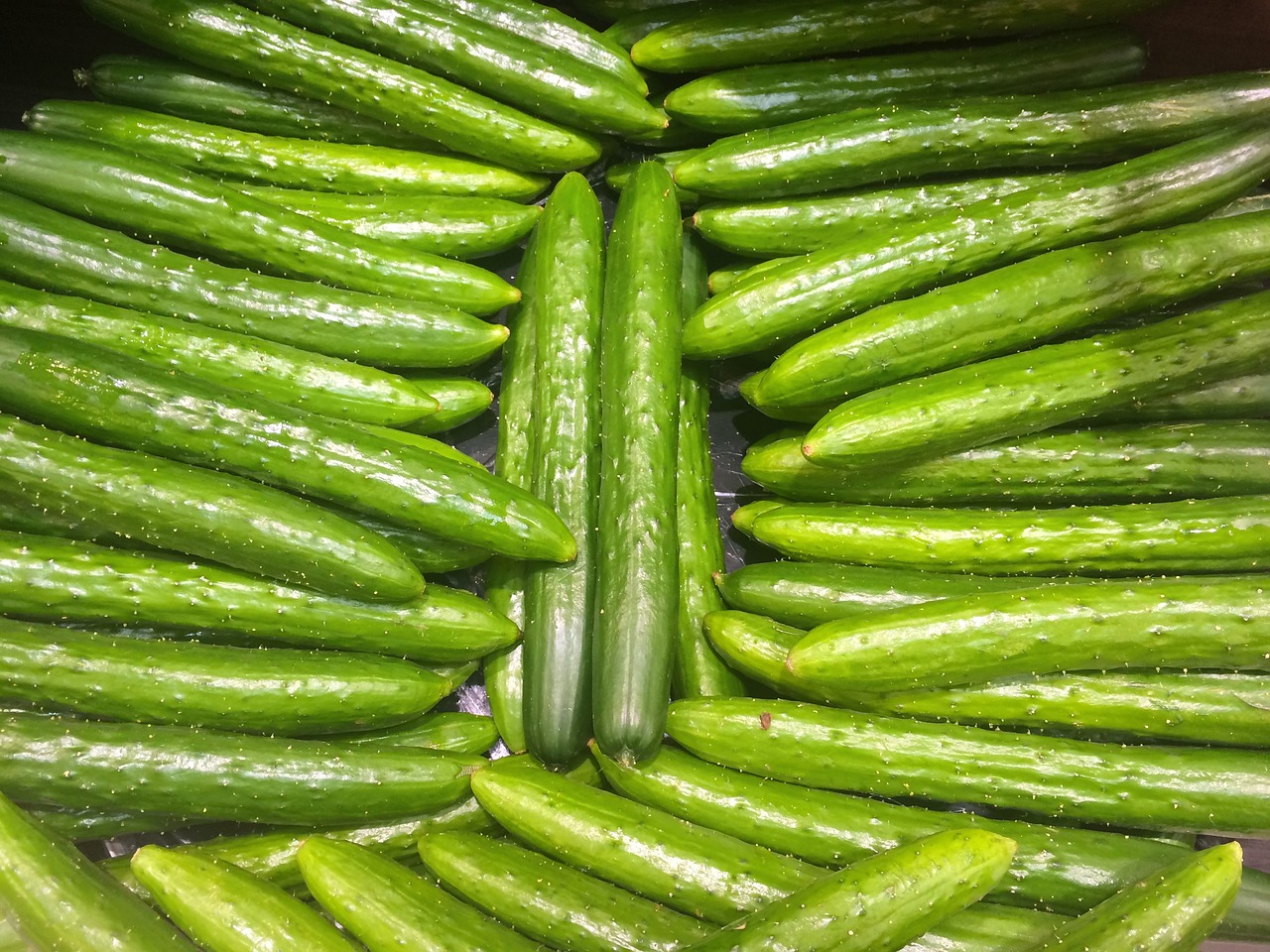 cucumber green vivid free photo