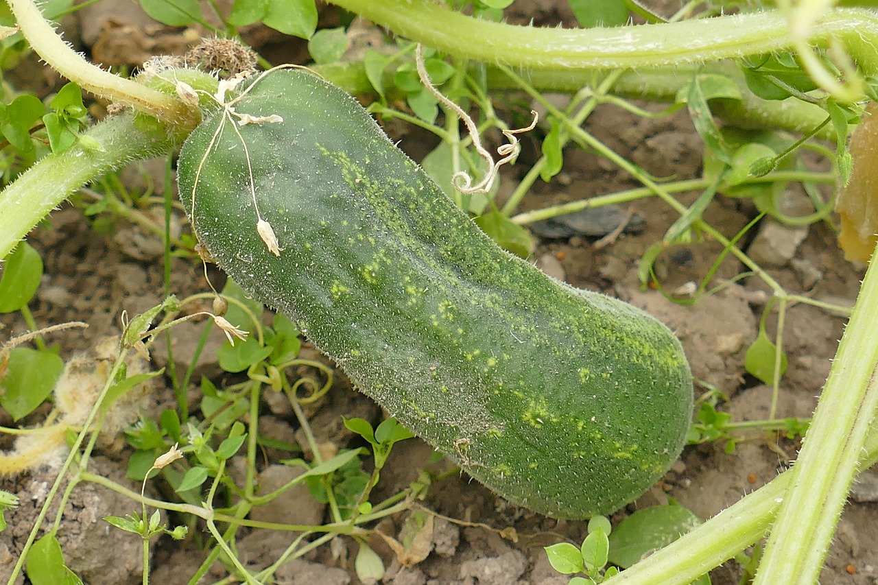 cucumber outdoor close free photo