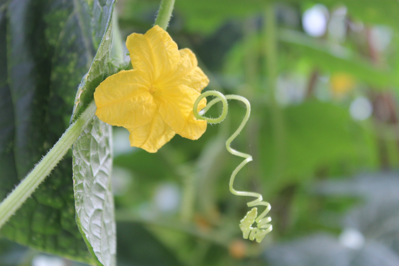 cucumber vegetable vine free photo