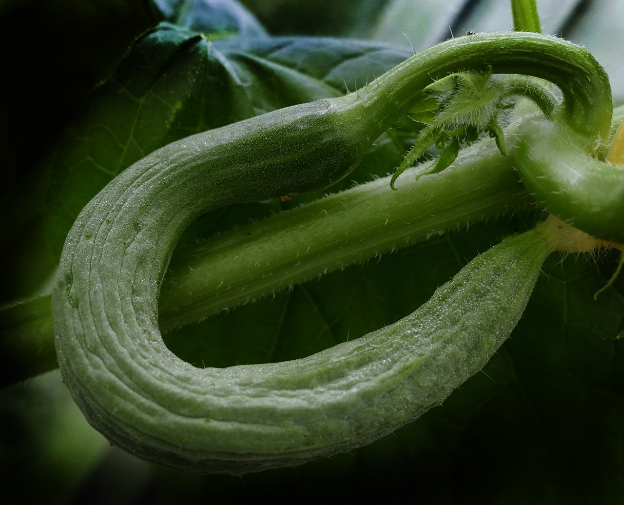 cucumber snake pickle crooked free photo