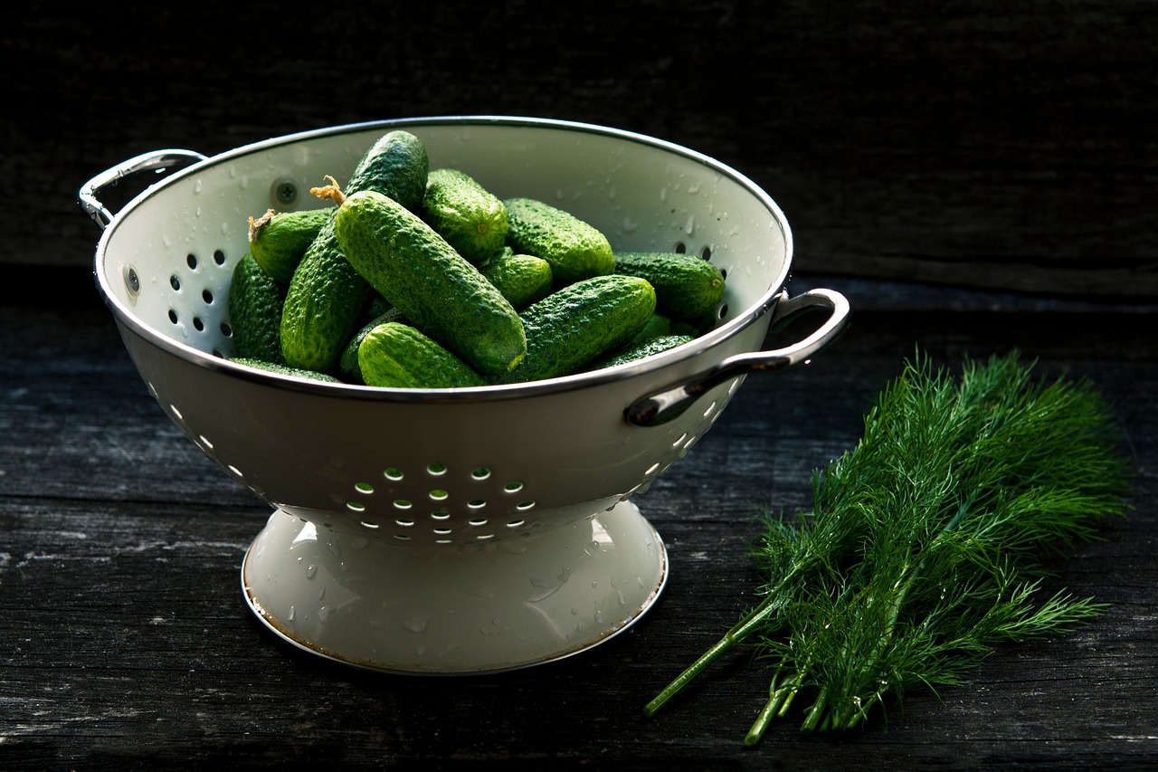 cucumber plant green free photo