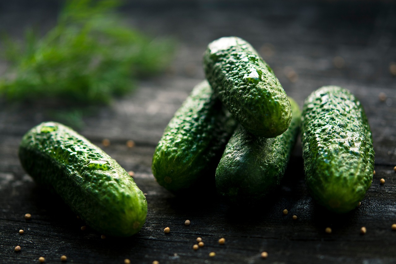 cucumber plant green free photo