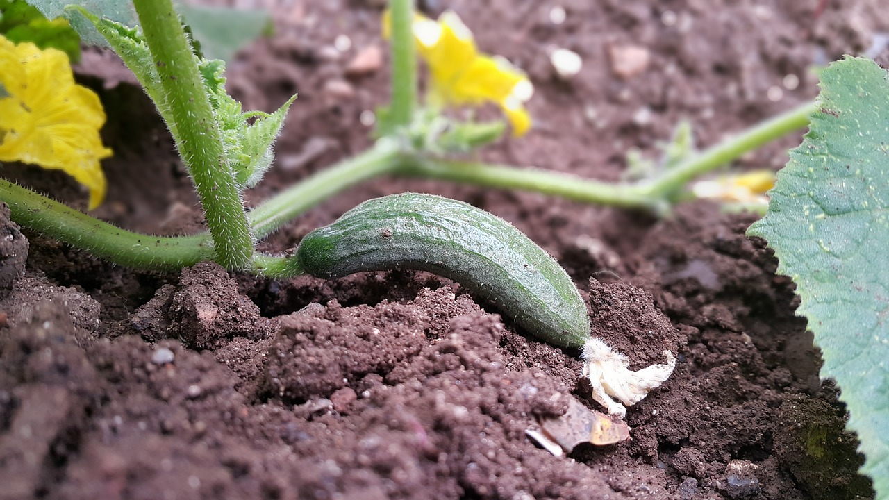 cucumber  green  flower free photo