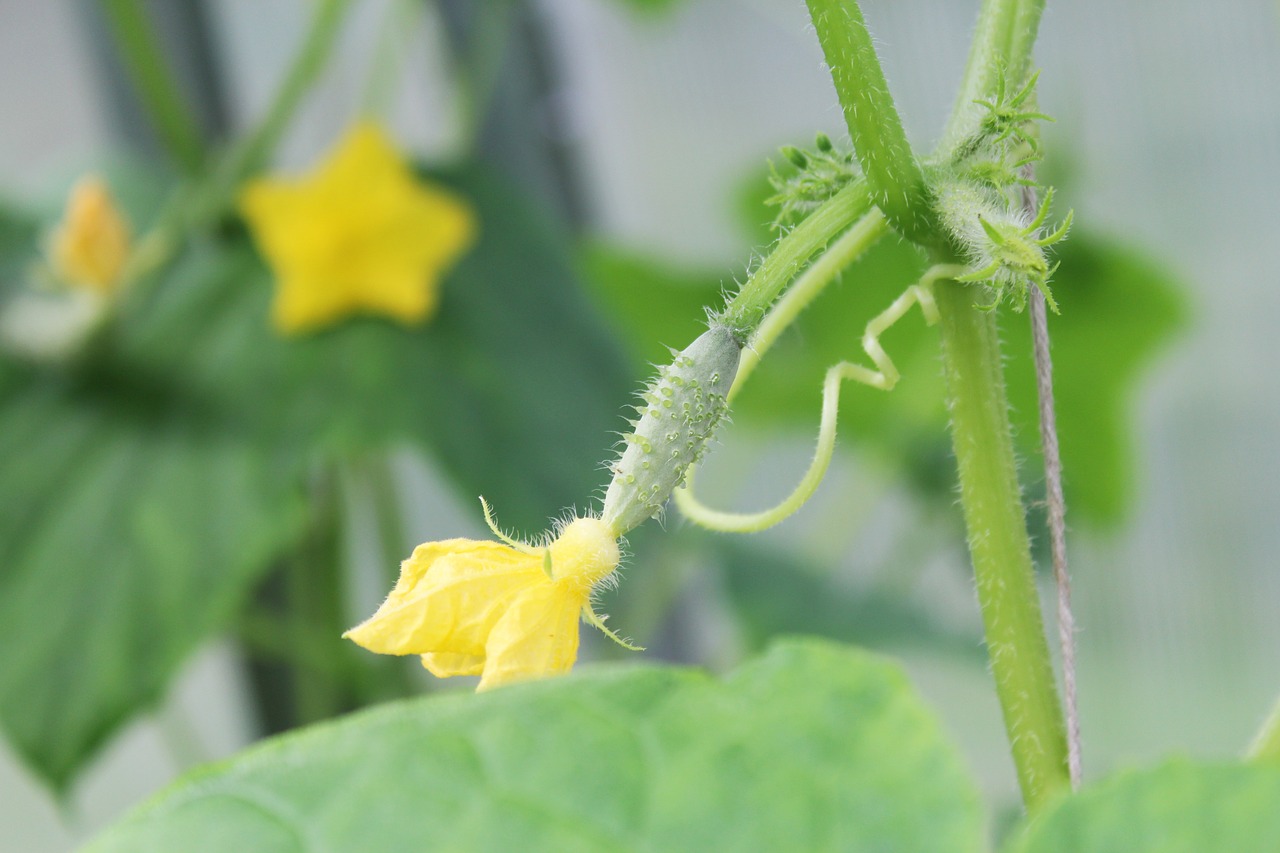 cucumber  little pickle  blooms free photo