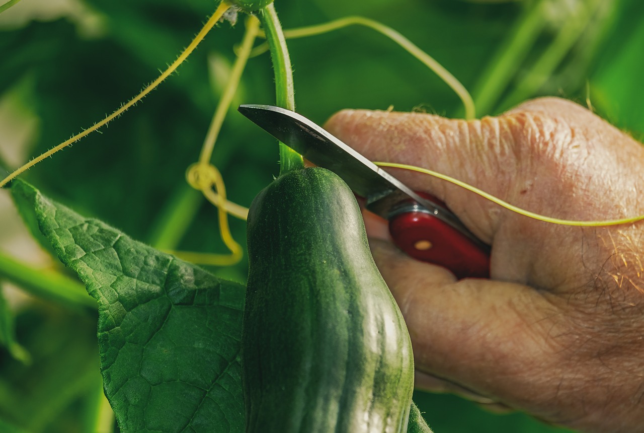 cucumber  harvest  food free photo