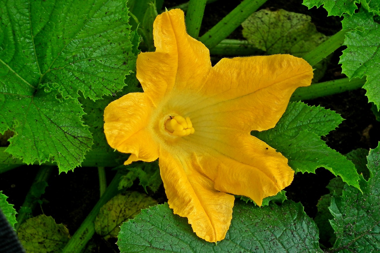 cucumber  flower  yellow free photo