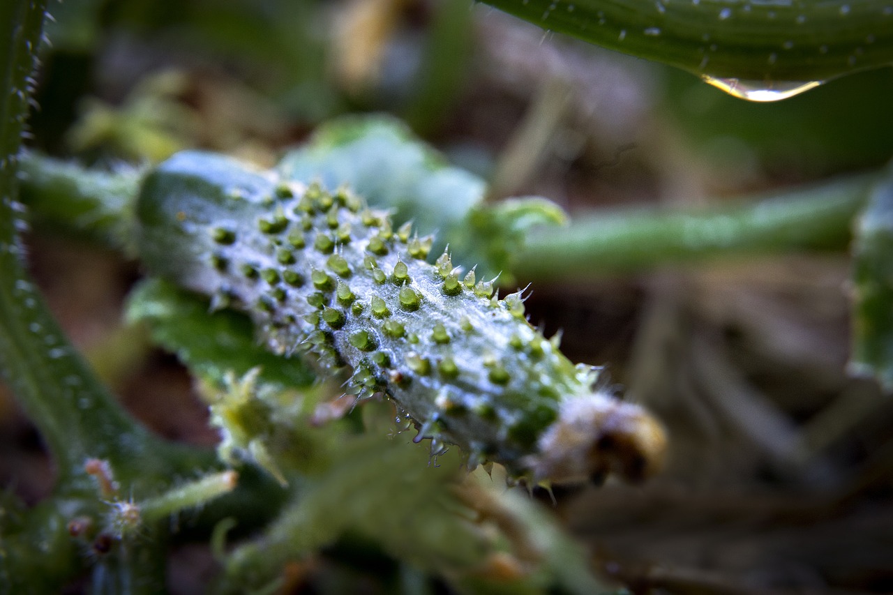 cucumber  plant  salad free photo