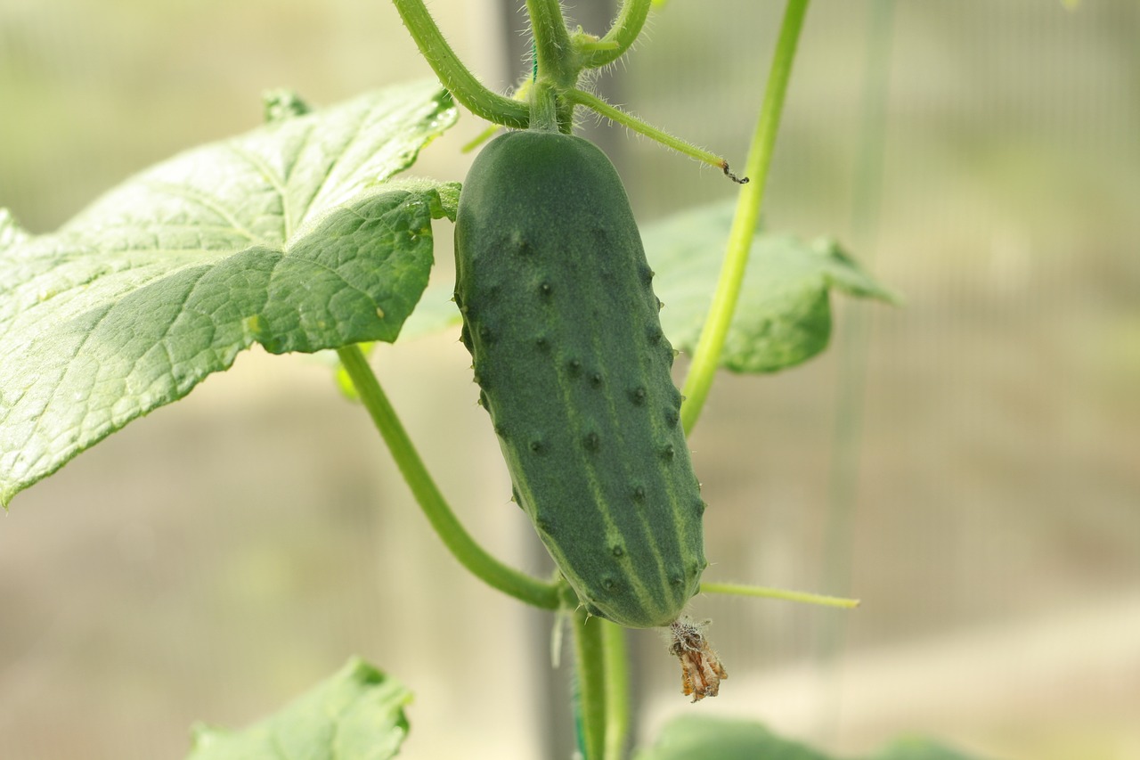 cucumber  garden  vegetables free photo