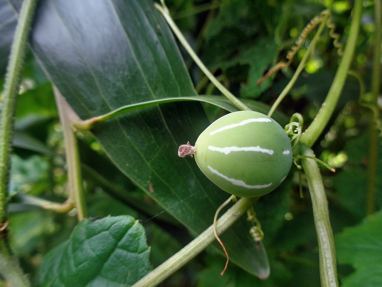 cucumber plant nature free photo