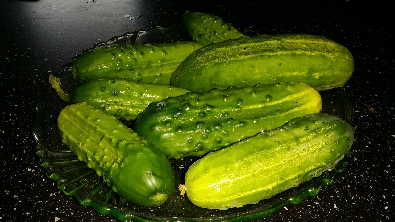 cucumber harvest västerås free photo