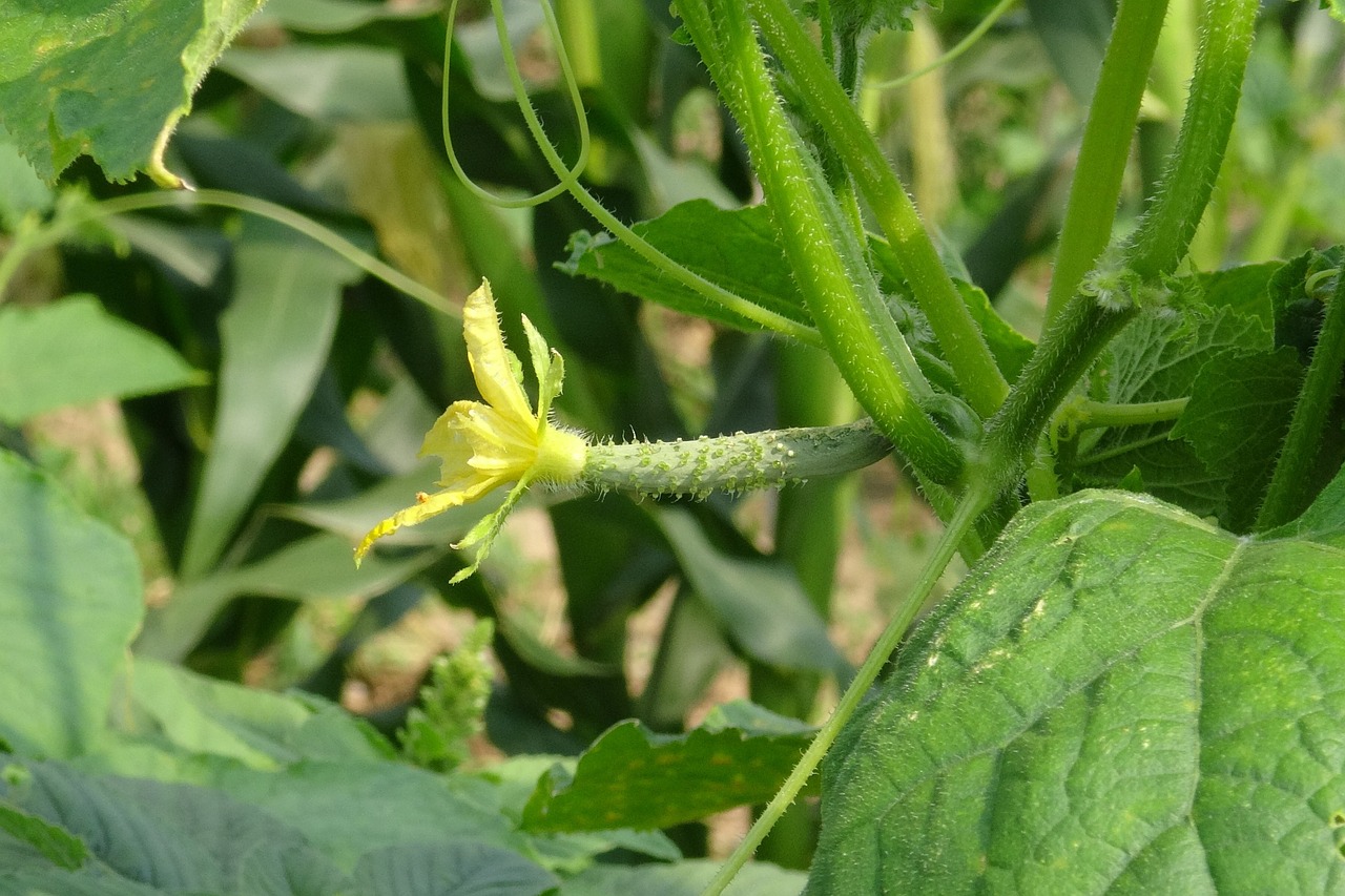 cucumber flower plant free photo